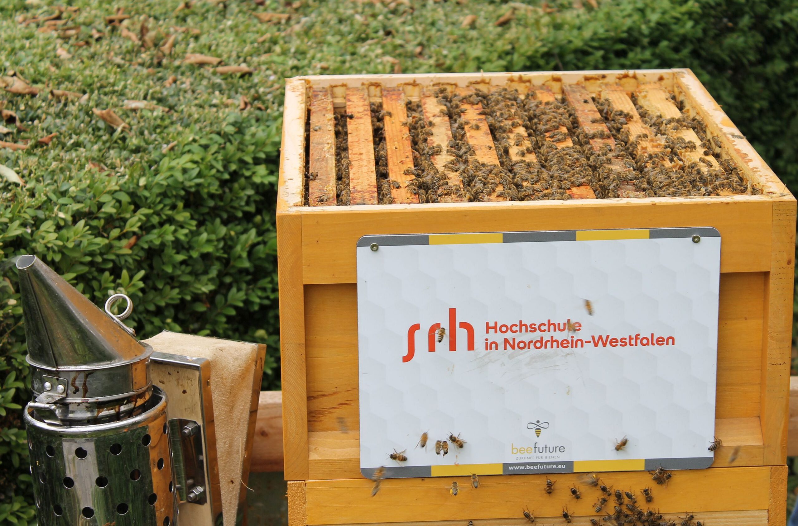 Bienenstock für Unternehmen – Die Gründe dafür
